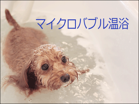 �}�C�N���o�u��������MEW-WAN�ցI